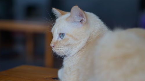 Close-up of cat looking away