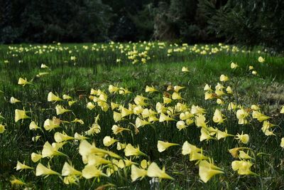 Close-up of yellow flowering plants on field