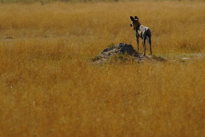 Rear view of african wild dog standing on field