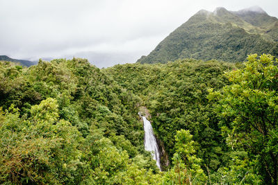 Panoramic view of a forest with waterfall 