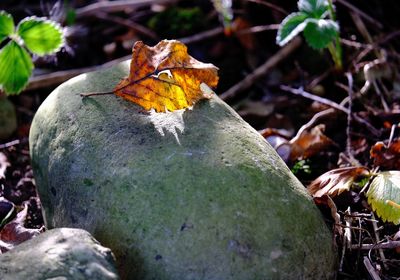 Dry leaves fallen on plant during autumn