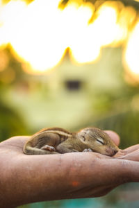 Close-up of hand holding shell against blurred background