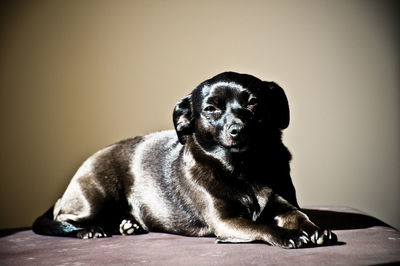 Portrait of a dog resting