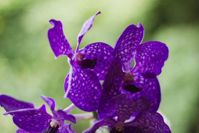 Close-up of purple flowering plant