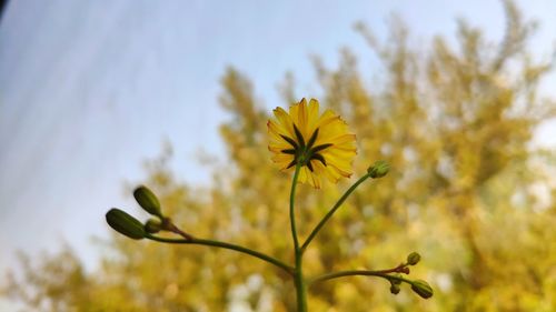 Close-up of yellow flowering plant against sky