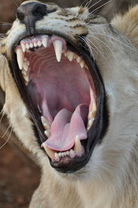 Close-up of roaring lion