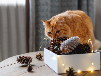 Ginger cat on table near box with light bulbs. scandy style.christmas and new year celebration.