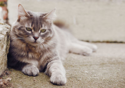 Close-up of cat sitting outdoors