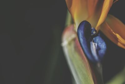 Close-up of plant