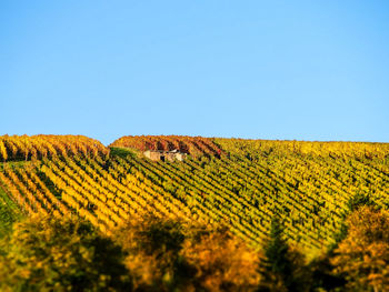 Scenic view of field against clear sky