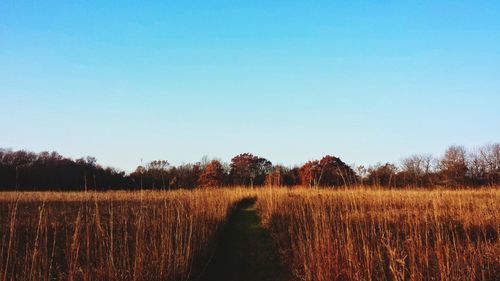 Scenic view of field against clear sky