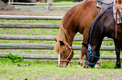 Horses grazing on field at ranch
