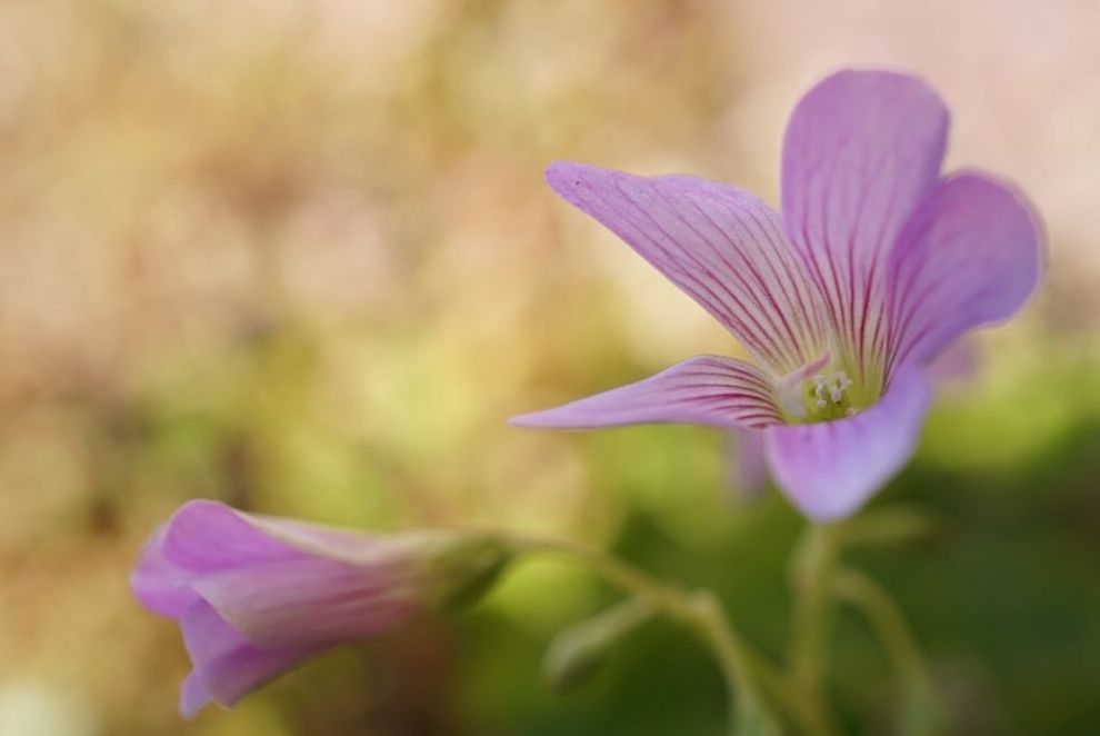 flower, petal, freshness, fragility, purple, flower head, growth, beauty in nature, focus on foreground, close-up, blooming, nature, plant, stem, selective focus, in bloom, pollen, day, blossom, outdoors