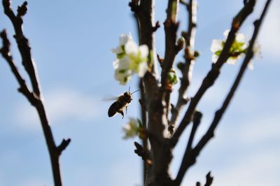 Low angle view of insect on flower