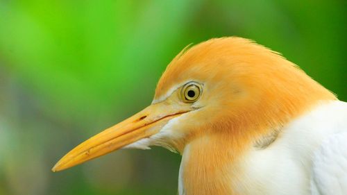 Close-up of a bird