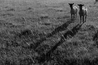 Horse grazing on grassy field