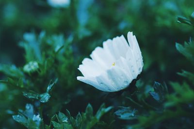 Close-up of wet white flowering plant