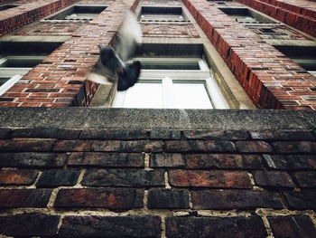 Blurred motion of pigeon flying by brick building