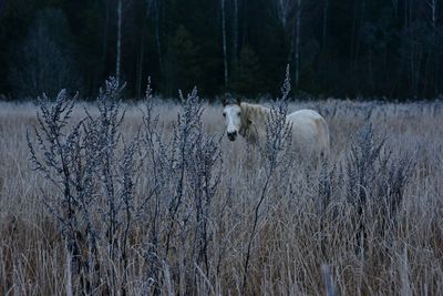 View of an animal on snow covered land