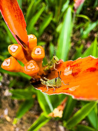 Close-up of red flower