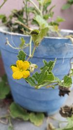 Close-up of yellow flowering plant