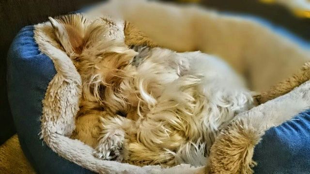Close-up of dog sleeping on rug | ID: 63722352