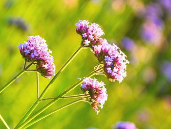 Close-up of pink flowering plant