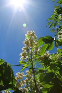 Low angle view of flowering plants against sky