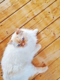 High angle view portrait of white cat on wooden floor