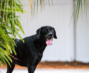 Portrait of a dog