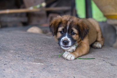 Close-up portrait of a dog