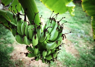 Close-up of fruit growing on plant