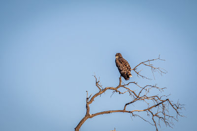 Low angle view of eagle perching on tree against sky