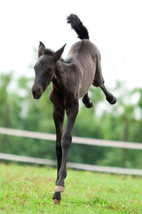 Horse running in a field