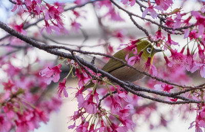 Close-up of pink perching on tree