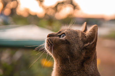 Close-up of a cat looking away