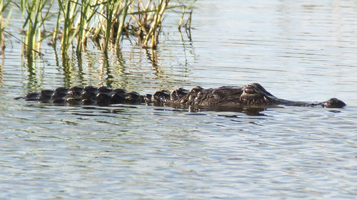 Ducks swimming in water