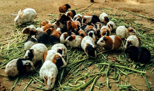 High angle view of ducks on ground