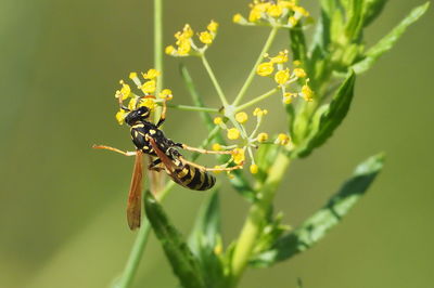 Close-up of bee pollinating flower