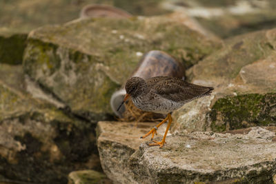 Close-up of bird perching on rock