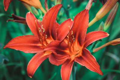 Close-up of day lily blooming outdoors