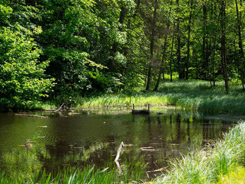 Scenic view of lake in forest
