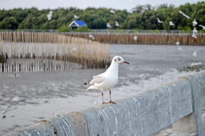 Seagull perching on wooden post