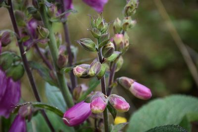 Close-up of pink flowering plant