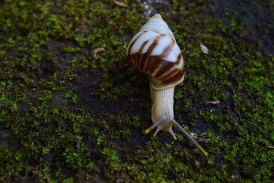 Close-up of snail on ground