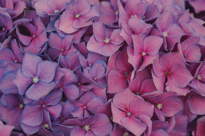 Full frame shot of pink flowers