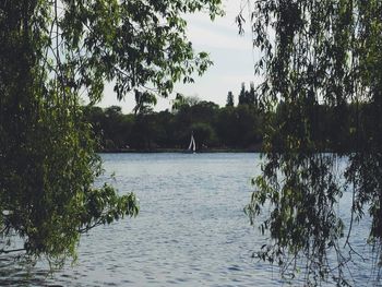 Trees by lake against sky