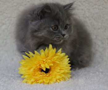 Close-up of yellow flower