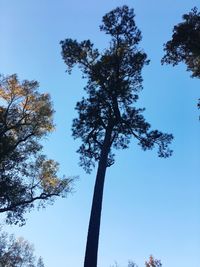 Low angle view of trees against clear blue sky
