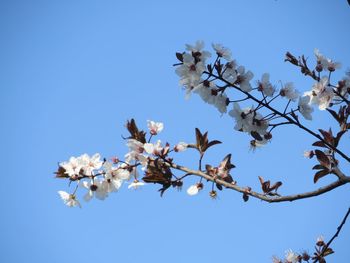 Low angle view of white flowers blooming on tree